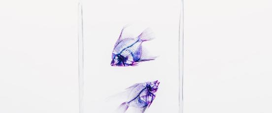 Two purple fish skeletons, suspended in glass