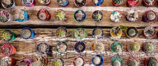 Rows of small cacti in colorful pots