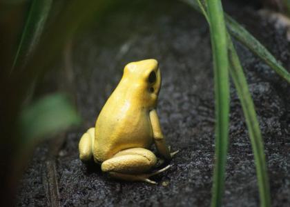 yellow poisonous frog in grass