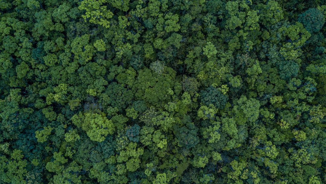Birds eye view of trees