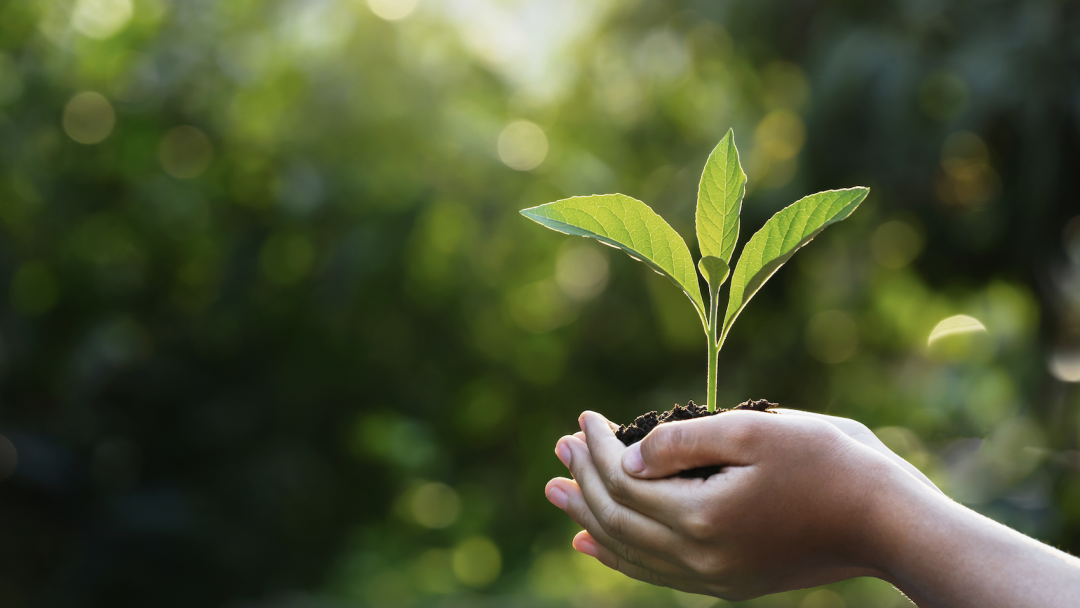 Plant growing in a person's hands in a sunny natural environment