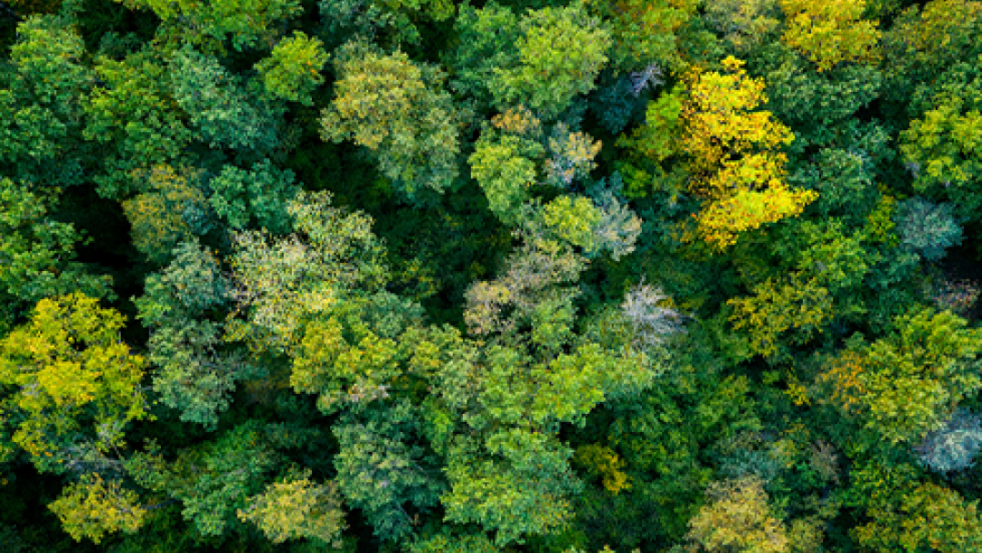 Environment image representing the CO2 emissions increase from AI.