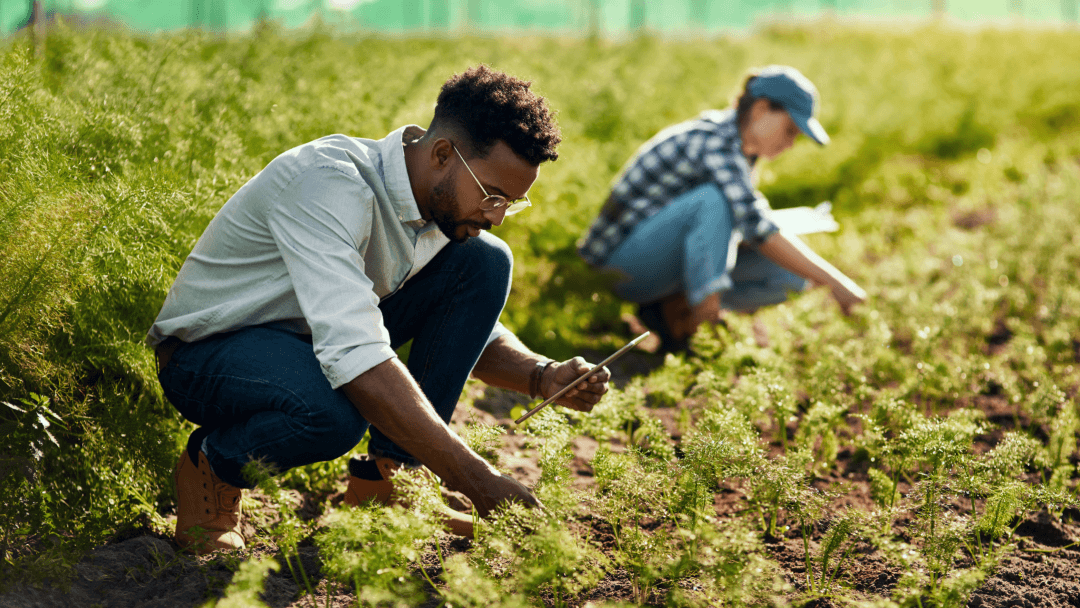 employees picking plants