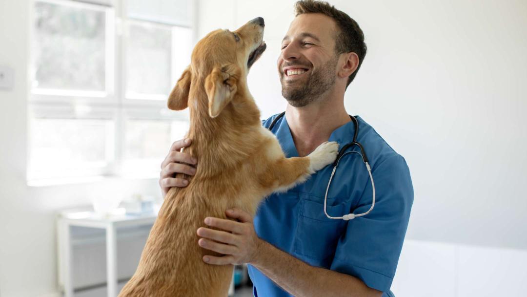 vet with dog